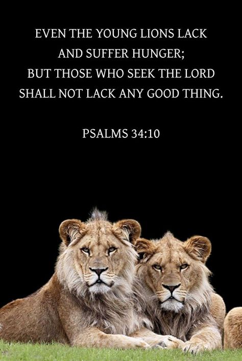 EVEN THE YOUNG LIONS LACK AND SUFFER HUNGER; BUT THOSE WHO SEEK THE LORD SHALL NOT LACK ANY GOOD THING.  PSALMS 34:10 Psalm 10, Psalm 34 10, Prayer For My Son, Bible Words Images, Bible Quotes Wallpaper, Seek The Lord, Psalm 34, Prayer Verses, Faith Prayer