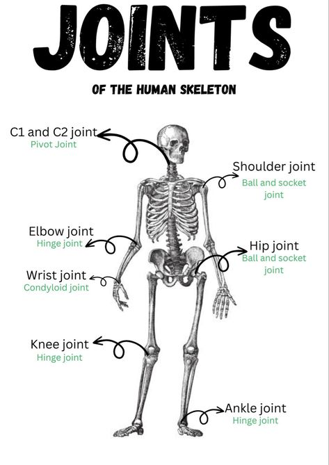 Organs Of The Body Anatomy, Human Anatomy Female, Anatomical Study, Joints Anatomy, The Human Skeleton, Anatomy Notes, Vet Life, Learn Biology, Nurse Study