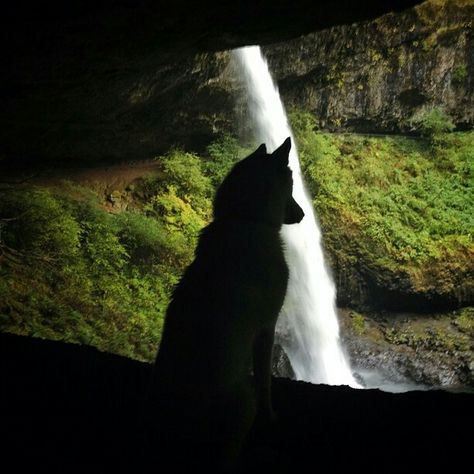 Green Wolf Aesthetic, Dog Poetry, Werewolf Aesthetic, Wolf Photos, Wild Wolf, Pretty Animals, Bad Dog, Wolf Dog, A Wolf