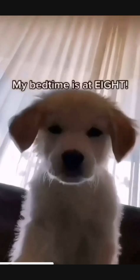 Click the Link to Find Puppies to Adopt in Your State. Funny Puppy Videos, Funny Animal Videos Voice Over, Cool Pets, Can I Pet That Dog, Funny Video Memes, Hund Funnies, Cute Small Animals, Funny Memes, Cute Animal Photos.  As an Amazon affiliate I earn a commission if you purchase a product from this link. Thanks so much for supporting me.#funnypuppyvideos #hundfunnies #funnyvideomemes #cutesmallanimals #funnymemes #coolpets #dogmemes #catmemes #animalmemes Cute Puppies Funny Memes, Memes Funny Dogs, Cutest Dogs In The World, I Am Your Puppy You Listen To Me, Cute And Funny Dog Videos, Puppy Videos Funny Hilarious, Funny Animals Voice Overs, Funny Animal Voice Overs, Funny Cute Animals Videos