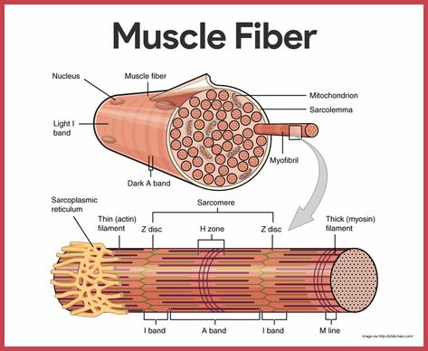 Muscular System Anatomy and Physiology - Nurseslabs Anatomi Dan Fisiologi, Muscular System Anatomy, Human Muscular System, Muscle Fiber, Muscle Diagram, Cell Diagram, Muscle System, Gross Anatomy, Exercise Physiology