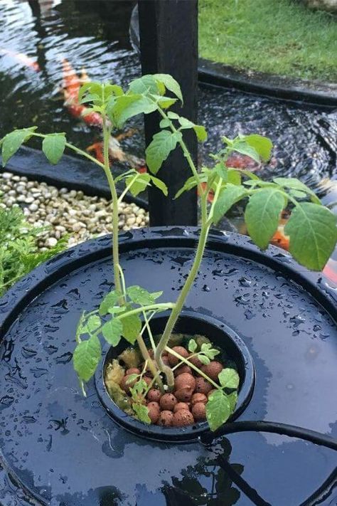 Hydroponic Tomatoes: How To Grow Tomatoes Hydroponically Hydroponic Tomatoes Indoors, Hydroponic Tomatoes Diy, Tomato Hydroponics, Best Plants For Hydroponic Gardening, How To Grow Hydroponic Tomatoes, How To Start Hydroponic Garden, Hydroponic Tomatoes, Hydroponics Kratky Method, Hydroponic Gardening Diy