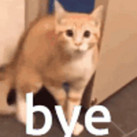 Bye Bye Gif, Bye Meme, Bye Gif, Drunk Cat, Say Bye, Animal Videos, Silly Cats, Bye Bye, Funny Animal