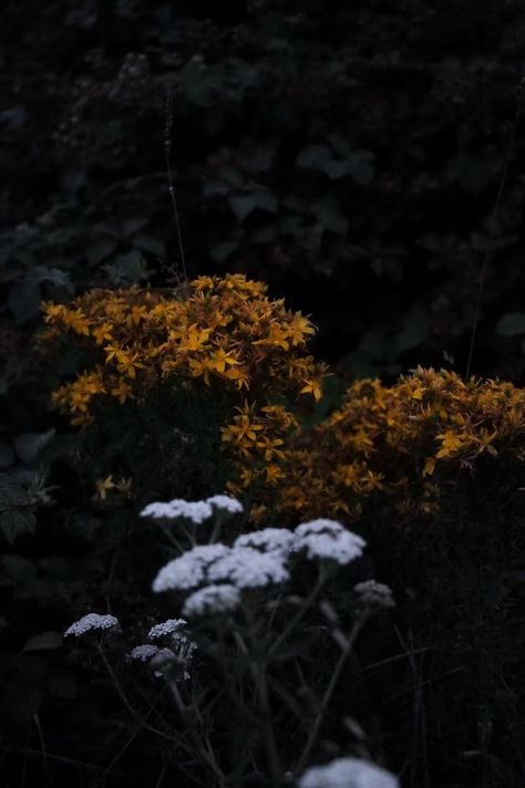 yellow petaled flower near a white petaled flower close-up photography photo – Free Image on Unsplash Vintage Grunge Aesthetic, Emo Aesthetic Wallpaper, Desktop Images, Flower Close Up, Ipad Background, Flower Yellow, Close Up Photography, Aesthetic Desktop Wallpaper, New Backgrounds