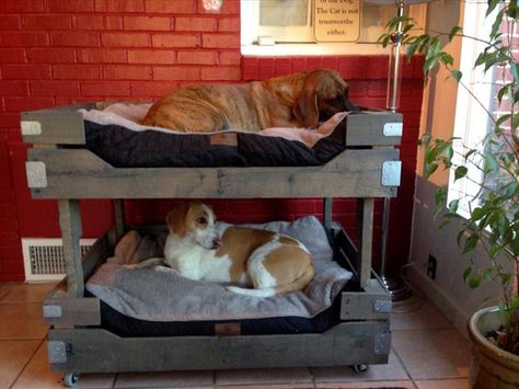 Dog bunk bed out of #Pallets - 40+ DIY Pallet Dog Bed Ideas - Don't know which I love more | 101 Pallet Ideas Pet Bunk Bed, Pallet Dog Bed, Pallet Bunk Beds, Dog Bunk Beds, Dog Bed Ideas, Pet Diy Projects, Wood Dog Bed, Pallet Dog Beds, Sofa Santai