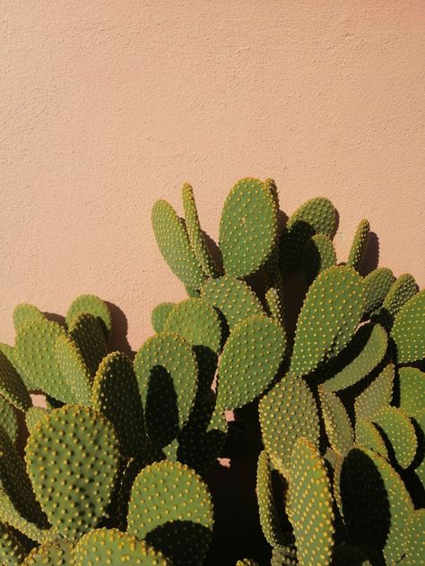 Green Desert Aesthetic, Green Cactus Aesthetic, Mexico Aesthetic Vintage, Cactus Aesthetic, Aesthetic Square, Mexico Aesthetic, Shadow Photography, Green Cactus, Aesthetic Vintage