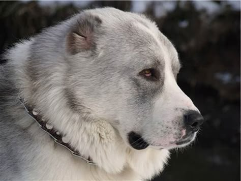 Asian Shepherd Dog, Alabai Dog, Central Asian Shepherd, Kangal Dog, Aesthetic Animals, Livestock Guardian Dog, Livestock Guardian, All Breeds Of Dogs, Archery Bows