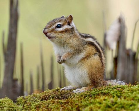 Eastern Chipmunk / Tamia rayé / Image by Mikhaïl Belousov from 35photo.pro Eastern Chipmunk, Rodents, Chipmunks, Pyrography, Kangaroo, Animals