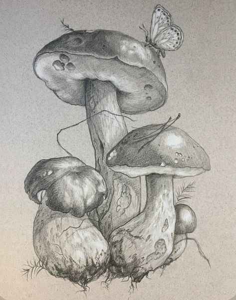 Fungi Art, Model Tattoo, Botanical Line Drawing, Realistic Sketch, Pencil Drawings Of Animals, Gcse Art Sketchbook, Mushroom Drawing, Nature Sketch, Cool Pencil Drawings