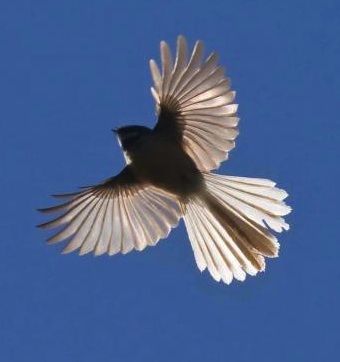 Fantail in flight Nz Fantail, Kiwiana Art, Nz Animals, Narcissistic Injury, Nz Birds, Wine Branding, Tui Bird, Fly Drawing, New Zealand Tattoo