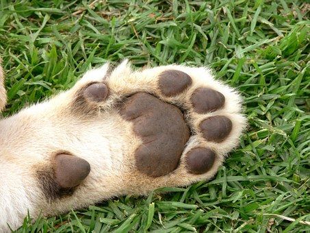 Lion, Cub, Foot, Pads, Paw, Cat, Big Cat Lion Anatomy, Oc Moodboard, Kitty Paws, Felted Toys, Face Structure, Silly Guy, Toe Beans, Lion Paw, Animal References