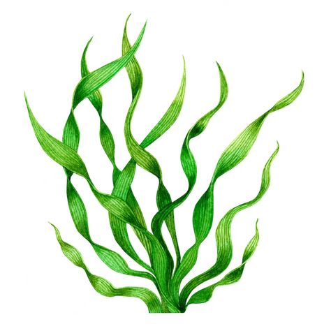 Premium Photo | Watercolor hand drawn green seaweed, kelp leaves on white Ocean Plants, Sea Plants, Studio Photography Poses, Cute Animal Drawings Kawaii, Ap Art, Aquatic Plants, Plant Art, Anime Scenery Wallpaper, Cute Animal Drawings