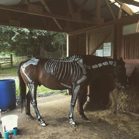 Halloween Costumes For Horses, Horse Skeleton Halloween, Costumes For Horses, Horse Halloween Ideas, Skeletons For Halloween, Old Mustang, Disney Costume Makeup, Horse Skeleton, Horse Halloween Costumes