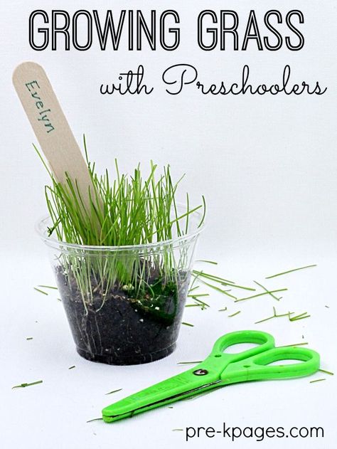 Plant and Grow Grass Seeds with Preschoolers. Growing Grass Seeds is a great science experiment for preschool or kindergarten kids. Preschool Plants, Preschool Gardening, Letter G Activities, Plants Kindergarten, April Preschool, Garden Unit, Planting Grass, Preschool Garden, Pre K Pages