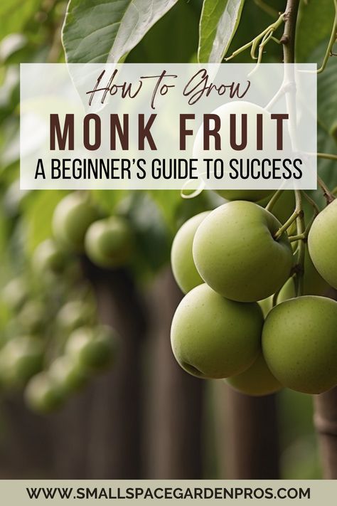 Discover how to grow monk fruit at home with our comprehensive guide for beginners! Dive into step-by-step instructions on planting, caring, and harvesting monk fruit. Unlock the secrets to a bountiful, sweet harvest and enjoy the health benefits of this natural sweetener. Ideal for novice gardeners eager to expand their green thumb. #MonkFruit #Gardening #GrowYourOwn #BeginnerGardeners #HomeGardenTips #SweetHarvest #NaturalSweetener Farm Plants, Tomatoes Recipe, Fried Green, Insecticidal Soap, Monk Fruit, Fried Green Tomatoes, Soil Testing, Powdery Mildew, Fruit Seeds