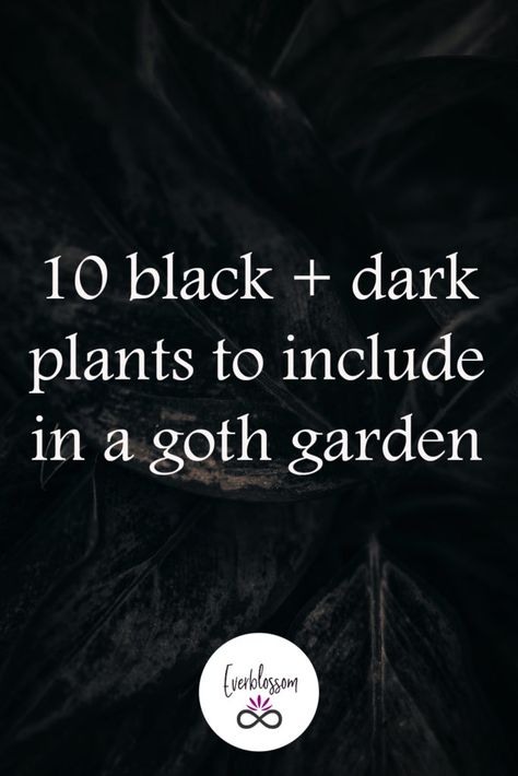 Goth Garden Design, Goth Patio, Moody Garden, Dark Plants, Goth Cottage Core, Black Calla Lily, Gothic Ideas, Court Yard, Victorian Gardens