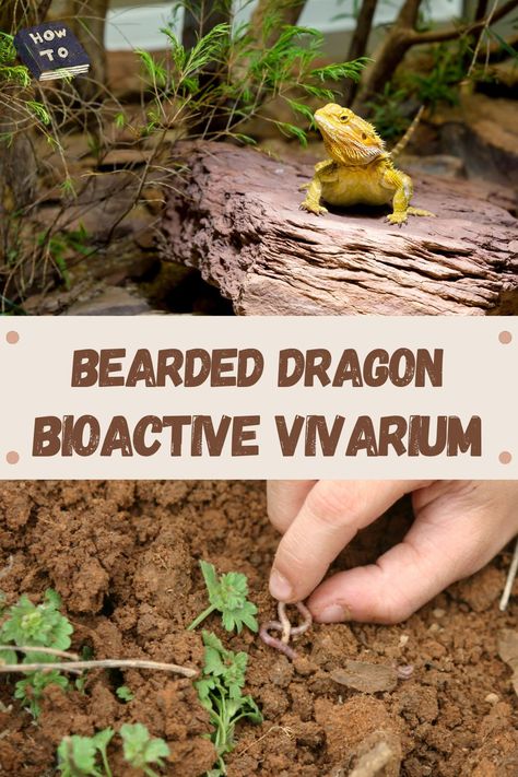 Diy Vivarium Bearded Dragon, Outdoor Bearded Dragon Enclosure Diy, Diy Bearded Dragon Background, Diy Bearded Dragon Basking Platform, Bearded Dragon Terrarium Diy How To Build, Natural Bearded Dragon Enclosure, Bearded Dragon Terrarium Live Plants, Bioactive Bearded Dragon Enclosure, Bearded Dragon Natural Habitat