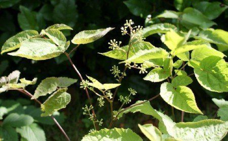 Spikenard, aralia racemosa/plants for sale. Woodland Plants, Small Shrubs, Organic Soil, How To Make Beer, Plant Sale, Cool Plants, Soil, Perennials, Plant Leaves