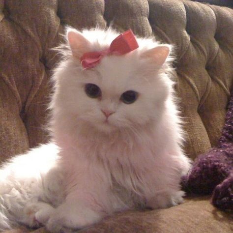 White Cat, Pink Bow, Cat Lover, Kitty, Pink, White