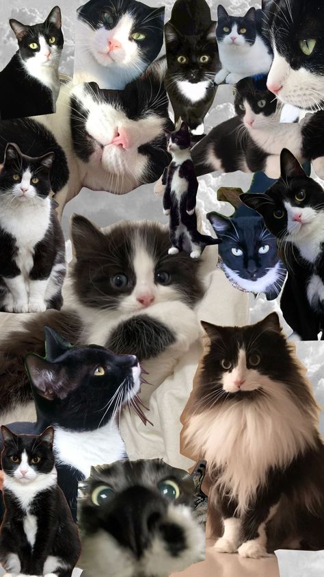 tuxedo Cats!!<3🐼🦝🐱 Tuxedo Wallpaper, Tuxedo Cat Wallpaper, Cat Tuxedo, Cat Collage, Tuxedo Cats, Black Kitty, Tuxedo Cat, Cat Stuff, Cat Wallpaper