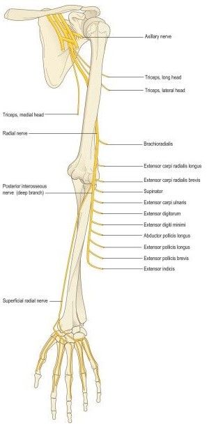 Radial Nerve: Regenerating a Radial Nerve Injury with Injections? - Regenexx Radial Nerve Anatomy, Anatomy Arm, Bony Landmarks, Body Muscle Anatomy, Nerve Injury, Anaerobic Respiration, Nerve Anatomy, Doctor Aesthetic, Radial Nerve