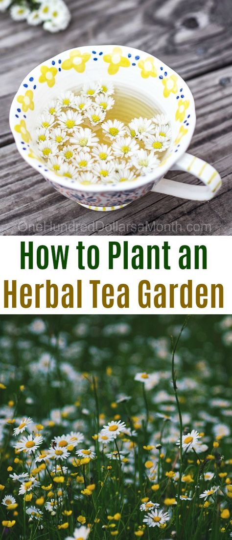 I think we have established how much I LOVE tea.  If not, let’s just say, it is my faithful sidekick, so growing a garden that I can literally turn into tea seems like the logical next step.  Point being, I’m thinking about doing one this year. All you need to grow an herbal tea garden … Medicinal Botany, Drying Plants, Greenhouse Business, Growing A Garden, Herbal Tea Garden, Types Of Herbs, Tea Plant, Herbal Teas Recipes, Organic Vegetable Garden