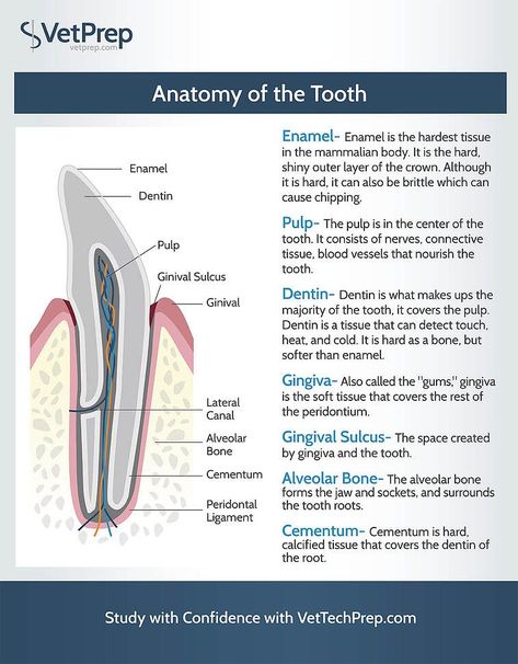 Tech Infographic, Vet School Motivation, Vet Tech Humor, Veterinarians Medicine, Veterinarian Technician, Vet Tech School, Veterinary Tech, Vet Tech Student, Vet Technician