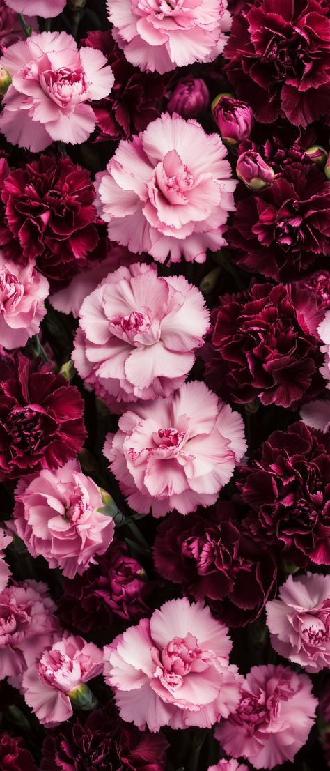 Peony Flower Wallpaper Iphone, Carnations Wallpaper, Carnation Wallpaper, Pretty Wallpapers Backgrounds Beauty, Flower Background Aesthetic, Elegant Phone Wallpaper, Dahlia Wallpaper, Flower Wallpaper Aesthetic, Pretty Phone Backgrounds