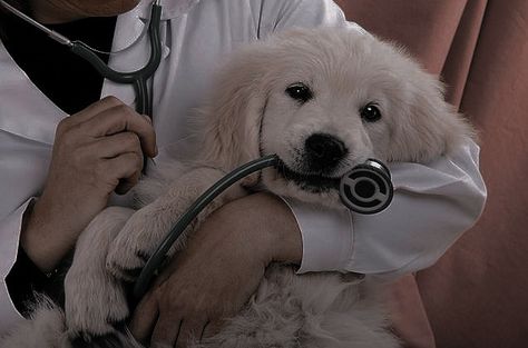 Vet Pictures, Vet Medicine, Vet Clinics, Veterinary Hospital, Puppy Play, Dog Care Tips, Pet Insurance, Golden Retriever Puppy, Retriever Puppy