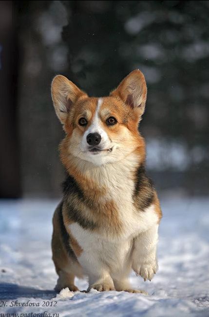 Beautiful Corgi Planter, Pembroke Welsh Corgi Puppies, Corgi Pictures, Welsh Corgi Puppies, Corgi Pembroke, Tin Tin, 강아지 그림, Corgi Puppy, Cute Corgi