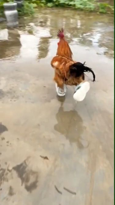 Funny Chicken Videos Hilarious Laughing, Chicken Videos Funny, Animal Videos Funny Hilarious, Animal Videos Cutest, Funny Animal Pictures Hilarious, Funny Chicken Videos, Funny Chicken Pictures, Animal Videos Funny, Chickens Funny