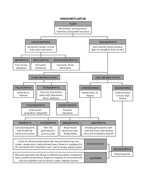 Plant Kingdom Mind Map, Biology Interactive Notebook, Biology Plants, Plant Physiology, 11th Chemistry, Plant Kingdom, Kingdom Plantae, Biology Classroom, Plant Study