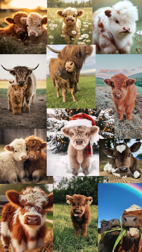 Highland Cow Pictures, Cute Iphone Wallpaper Tumblr, Cow Wallpaper, Mini Cows, Baby Highland Cow, Baby Farm Animals, Fluffy Cows, Christmas Cow