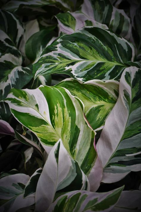 Calathea Stella, Big Greenhouse, Nursery, Plants