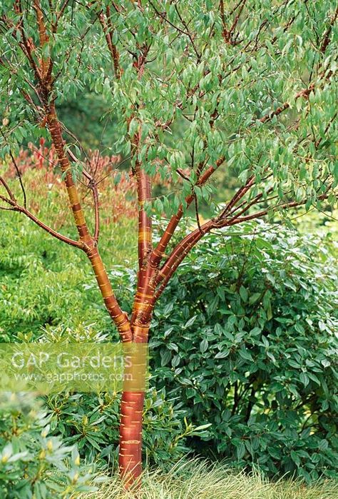 >Prunus serrula Prunus Serrula, Garden Moodboard, Wind Garden, Prunus Serrulata, Small Urban Garden, Winter View, Rowan Tree, Plant Photography, Deciduous Trees