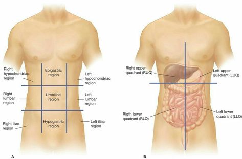 Body Regions Anatomy, Abdominal Quadrants, Organs Anatomy, Surface Anatomy, Anatomy Male, Human Body Shape, Anatomy Organs, Paramedic School, Man Anatomy