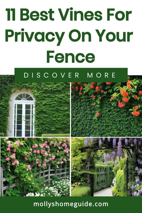 Discover the best fence covering vines for privacy that will transform your outdoor space. These climbing plants can provide beauty and seclusion, while also adding a touch of elegance to your garden. Whether you're looking for fast-growing vines to quickly cover a chain link fence or evergreen vine climbers for year-round coverage, there are plenty of options to choose from. Perennial flowering vines not only offer gorgeous blooms season after season but also ensure privacy with their lush foli Vines For Privacy, Cover A Chain Link Fence, Fence Vines, Climbing Hydrangea Vine, Perennial Flowering Vines, Hydrangea Vine, Fast Growing Vines, Natural Curtains, Evergreen Vines