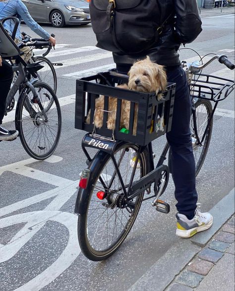 Bike With Dog Basket, Cycling With Dog, Dog Bike Carrier, Dog Bike Basket, Biking With Dog, Bicycle Basket, Dog Basket, Cycling Bag, Dog Seat