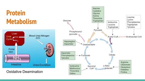 Protein metabolism, Fate of absorbed amino acids and Biological importance of transamination Urea Cycle, Citric Acid Cycle, Peptide Bond, Protein Metabolism, Blood Clotting, Biology Notes, Protein Synthesis, Healthy Protein, Protein Sources