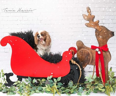 Sleigh Photoshoot, Holiday Pet Photography, Photoshoot Christmas, Christmas Collage, Christmas Sleigh, Pet Photography, Santa Sleigh, Xmas Holidays, Cavalier King