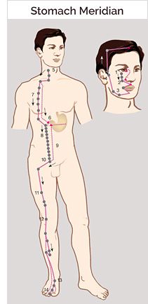 Stomach Meridian, Meridian Acupuncture, Body Pressure Points, Tcm Traditional Chinese Medicine, Meridian Lines, Meridian Energy, Stomach Gas, Meridian Points, Acupressure Therapy