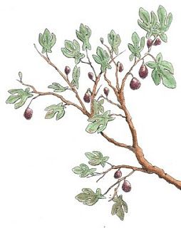 fig tree drawing with figs Fig Tree Drawing, Fig Plant Indoor, Drawing Branches, Fig Recipes Fresh, Fig Leaf Tree, Fig Smoothie, Fig Drawing, Fig Tart, Branch Drawing