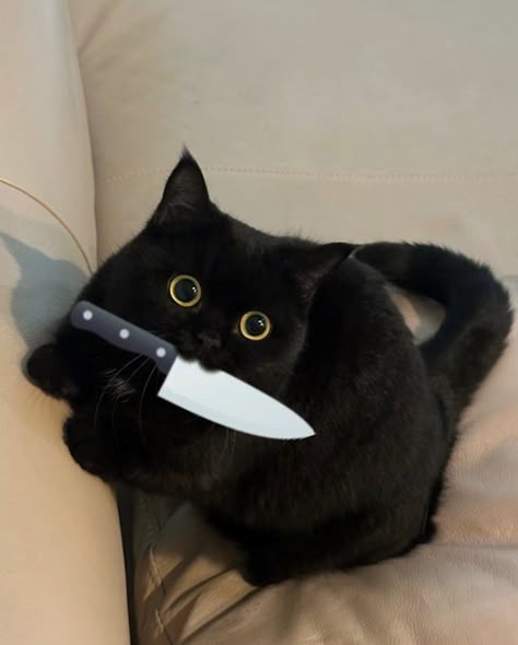 True Book Addict...Books, Cats, and More: Cat Thursday - Don't try me Black Cat With Knife, Black Aesthetic Cat, Dark Cat Aesthetic, Black Cats Aesthetic, Black Cat Memes, Fennec Fox Pet, Black Cat Meme, Cat Moods, Funny Black Cats