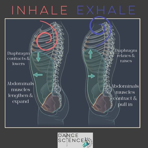 ✨Breathing and Abdominals✨ #inhale #exhale #diaphragmaticbreathing #diaphragm #expansiveness #dontforgettobreathe #breath #breathderrivedmovement #dancewithyourbreath #breathdance #ilovetobreathe #dancescienceapproved #dancescience #moderndancer #injuryprevention #dancemedicine #danceanatomy #dancescienceresearch #danceresearch #professionaldancer #contemporarydance #balletdancer #danceeducation #madewithover Structural Integration, Ab Moves, Diaphragmatic Breathing, Energy Yoga, Parasympathetic Nervous System, Cupping Therapy, Patreon Logo, Daily Exercise, Anatomy Physiology