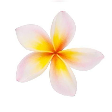 Flower App, Hawaii Summer, Beach Icon, Flower Icons, Summer Scrapbook, Summer Icon, Png Aesthetic, Nothing But Flowers, Iphone Design