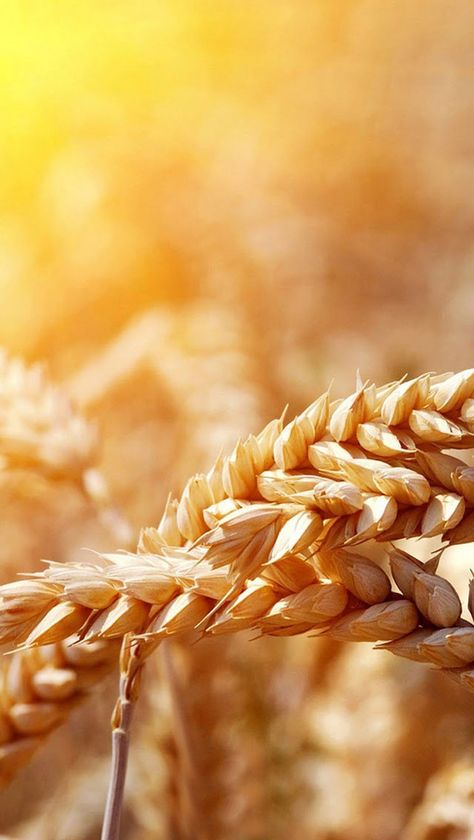 HD autumn harvest golden wheat, Texture, Wheat, The Autumn Harvest Background Image Harvest Background, Healthy Background, Harvest Wallpaper, Cereal Food, Grain Background, Wheat Cereal, Snack Healthy, Best Wallpaper Hd, Golden Harvest