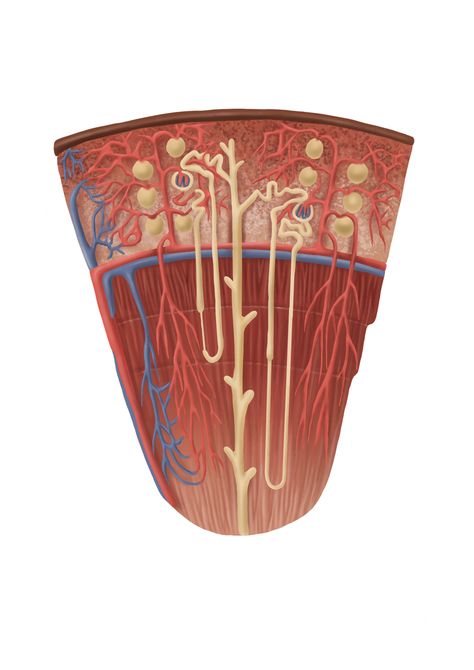 Nefron/Nephron anatomy reference Nephron Anatomy, Medical Essentials, Renal Physiology, Anatomy Stickers, Medical Stickers, Basic Anatomy And Physiology, Medical School Motivation, Biology Notes, Medical Anatomy