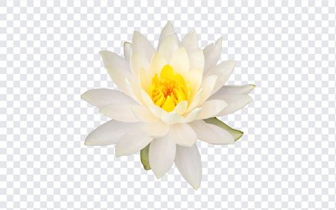 White Lotus Flower PNG Lotus Flower Png, White Lotus Flower, Lotus Art, White Lotus, Flower Clipart, Graphic Design Projects, Free Vectors, Png Download, Lotus Flower