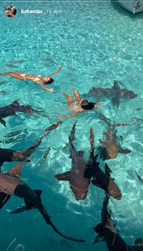 Bahamas sea sharks swimming trip summer warm weather inspo aesthetic moodboard lifestyle hipergamy luxury Sharks Swimming, Bahamas Trip, Bahamas Travel, Bahamas Vacation, Bahamas Cruise, Shark Swimming, Senior Trip, Marine Biologist, Aesthetic Moodboard