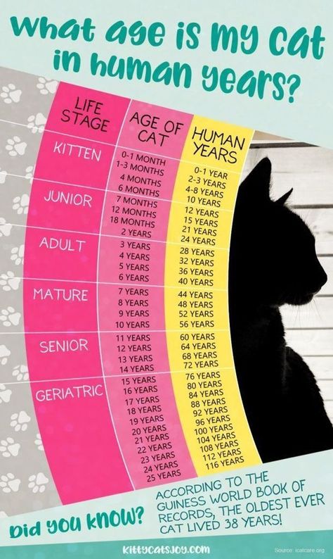 Cat Age Chart, Age Chat, Katt Grejer, Kat Diy, Cat Years, Cat Ages, Pet Tips, Cat Language, Tuxedo Cats